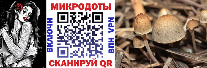 цены   Новосокольники  Псилоцибиновые грибы Cubensis 